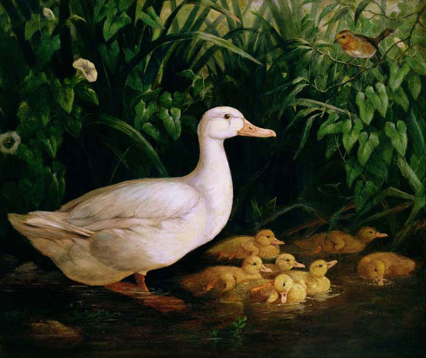 Jahrriesnge Animals of mother-duck-and-duckling-lpf02634