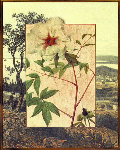 JAHRRIESNGE Floral of flowers lpf04827 