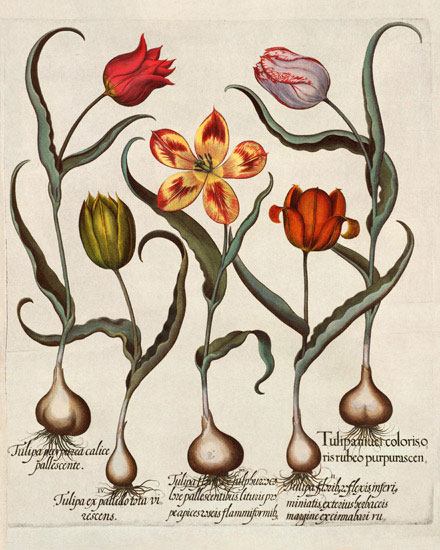 JAHRRIESNGE Floral of flowers-lpf07005 